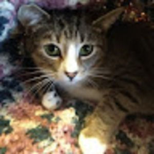 Meet your Posher, Mindy